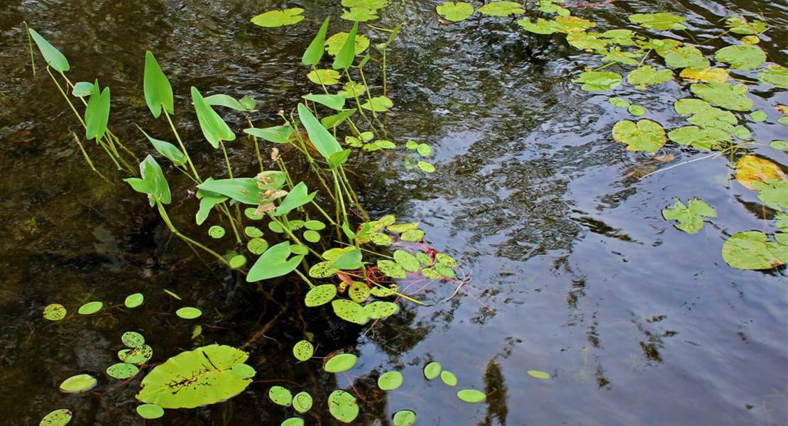 Aquatic Ecosystems