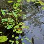 Aquatic Ecosystems