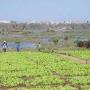 Projet de recherche-action GIREL : opérationnalisation d'une GIRE locale dans la zone des Niayes (Sénégal)
